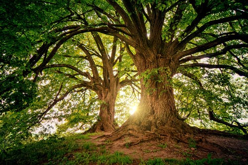 Healing power of trees nature green health ecotherapy great outdoors mental health wellbeing spiritual nature wellbeing well-being